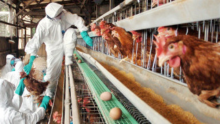 日本千葉縣爆發禽流感-香港暫停禽產品進口