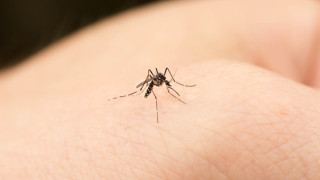 38歲男子染寨卡病毒情況穩定-上月遊泰國曾遭蚊叮