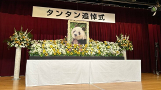 旅日大熊貓-爽爽-因心臟衰竭身亡-神戶市立王子動物園舉行追悼會