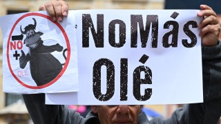 哥倫比亞通過禁止鬥牛法案  2027年正式實施