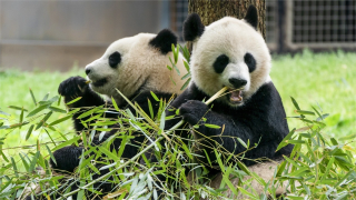 中國重啟熊貓外交 華盛頓年底將迎兩隻大熊貓