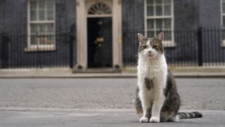 英-首席捕鼠大臣-拉里任職14年-迎第六名首相
