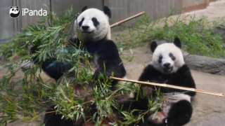 旅日大熊貓-力力--真真-今返回中國-數千人在東京動物園送別