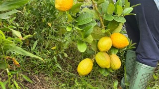 好去處-原來香港還有這樣的客家村落