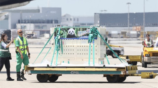 林世雄-大熊貓安全抵港-體現本港航空物流達世界級水平