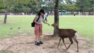 內地女生奈良餵鹿被頂傷忍痛回國就醫-提醒遊客勿接近帶角鹿