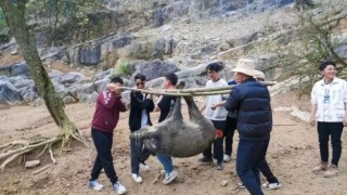 四川九皇山景區推-徒手逮獵-項目-遊客徒手捉到野豬可帶走