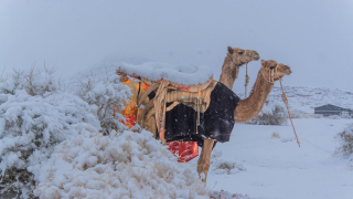 多圖-沙漠變雪地-沙特阿拉伯西北部罕見落雪-銀白世界如夢似幻