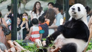 議員倡維港兩岸打造多元式熊貓樂園-卓永興-會收集地區旅遊熱點建議再選擇