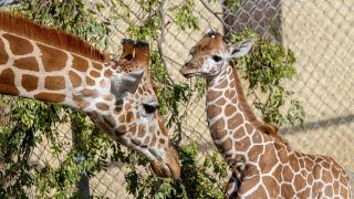 美國首次將長頸鹿列入瀕危物種名錄-防止非法野生動物交易