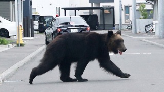 遊日注意-法院撤獵人持槍捕殺許可-北海道棕熊數量急增入侵城巿