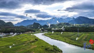 大美嶺南-清遠陽山-風吹稻穗-萬畝金黃