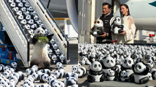 直擊機場2-500隻熊貓雕塑-12月7日起-PANDA-GO-香港遊-巡迴香港4地點免費展出