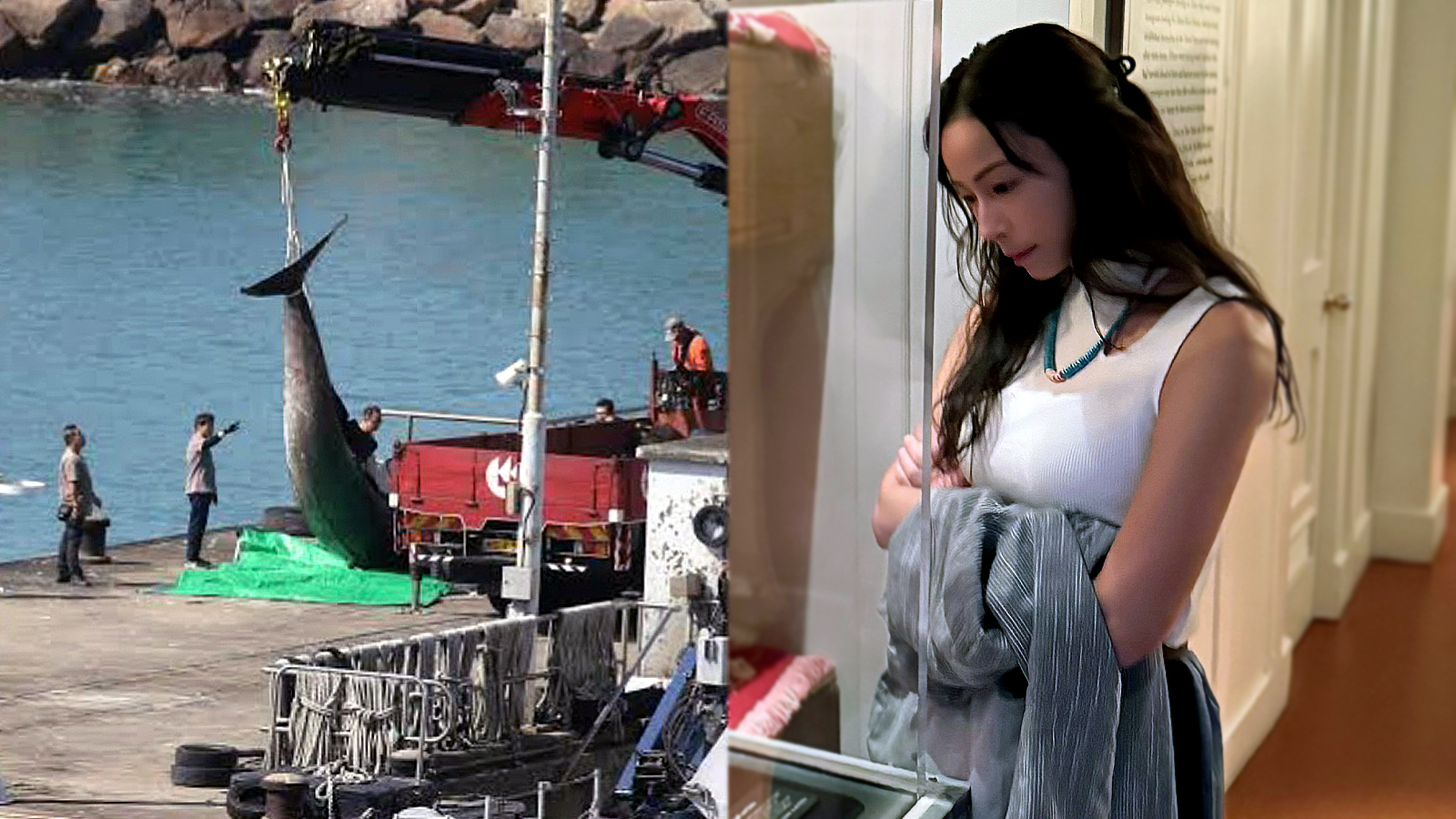 潛看地球三分二｜來到香港的鯨魚也逃不過死亡的命運嗎？