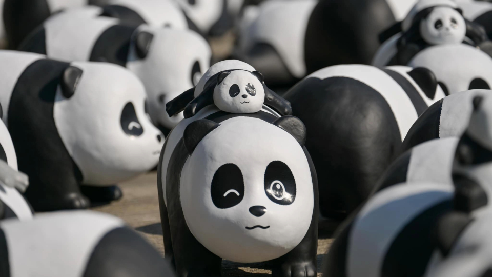 附認捐流程｜《PANDA GO！香港遊》「我要做飼養員」下周一召募奶爸奶媽　1000隻大熊貓雕塑等大家抱回家