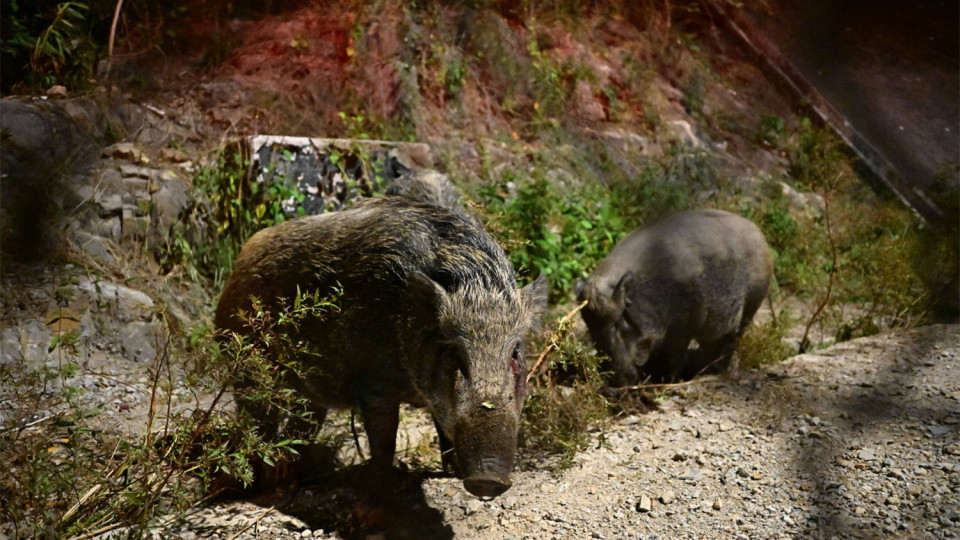 漁護署|過去半年發194張告票餵野鴿佔一半 餵飼野生動物問題已大幅減少 漁護署|過去半年發194張告票餵野鴿佔一半 餵飼野生動物問題已大幅減少