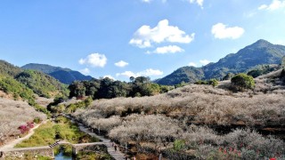 大美嶺南-汕尾螺洞世外梅園-萬畝梅開-靜待春歸