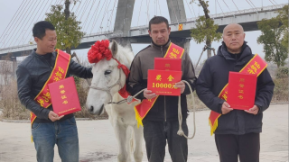 有片-新疆男子騎-白龍馬-跳江救落水者-見義勇為獲仙桃市政府嘉獎