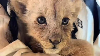 西安動物園付費抱獅子拍照服務引熱議-園區-孩童孕婦慎參與