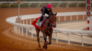 香港馬王-浪漫勇士-沙特盃奪亞軍-累計總獎金破2億冠絕全球