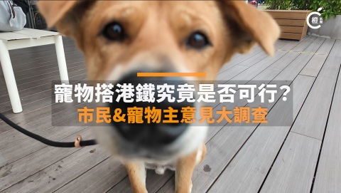 街訪-寵物搭港鐵究竟是否可行-市民-寵物主人意見大調查