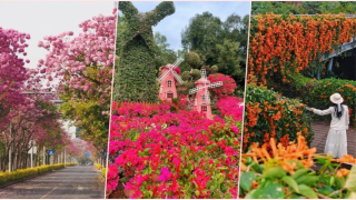 當代中國-深圳春季賞花全攻略-15大花海公園2大花展-地鐵通達