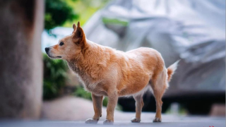 學霸犬-伴讀十載成校園網紅-學校師生-犬隻備受喜愛已見證數人青春