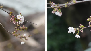 遊日注意-東京櫻花開花比去年早五日-料下周迎來盛開期