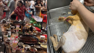 流浪貓不慎落入火鍋燙傷9食客-貓咪康復後將-打工還債