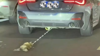 海口警方通報-女子駕車拖行貓咪致死-事件-是意外-未發現故意虐貓行為