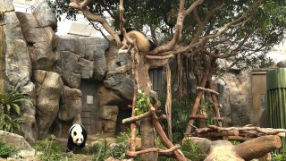 海洋公園-下周二起探訪大熊貓龍鳳胎毋須再預領時間票-可直接在展館外排隊