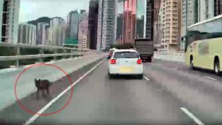 唐狗被外傭帶出街走失-闖東廊遊蕩4小時終遭撞斃