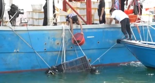 全國放魚日-機管局辦增殖放流活動放6萬幼魚-冀提升西部水域生物多樣性