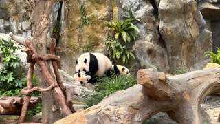 海洋公園六隻大熊貓吸客-入場人次較去年同期增近兩成