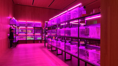 看展覽--楊沛鏗-別離庭-M-開幕-探索人類與水生生態系統的關係