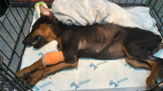 都柏文幼犬遭割耳棄公園終不治-警列虐畜裕美斥人神共憤