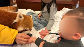 重慶酒店-小熊貓叫早-服務引爭議-林業局叫停與野生動物零距離接觸活動