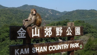 漁護署-金山公園裝AI系統後成功檢控6宗非法餵猴-擬擴偵測至餵野豬等地點