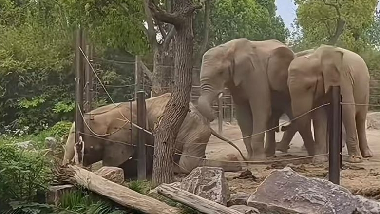 有片｜上海野生動物園一非洲象遭「霸凌」　象群反復攻擊至跪地撞上護欄