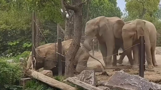 有片-上海野生動物園一非洲象遭-霸凌--象群反復攻擊至跪地撞上護欄