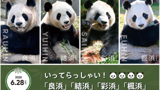 日本和歌山四隻旅日大熊貓明啟程回國-最後公開日民眾排隊惜別