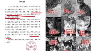 桂林事業單位公示名單考生被指曾虐貓-當地人社局-將按審查流程處理