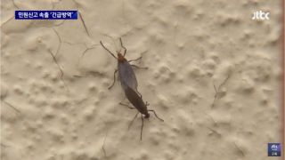 首爾再遇-愛情蟲-大爆發-專家籲避免穿鮮艷衣物