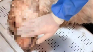 湖南一金毛犬誤入餐廳避暑被打死-狗主-將起訴店家
