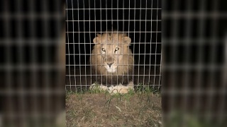 澳洲昆士蘭私營動物園有女子被獅子咬斷手臂-園方-涉事獅子不會人道毀滅