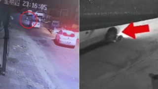 內蒙古寵物醫院絕育手術失敗蓄意撞死狗-稱方便索償-為狗主好-惹眾怒