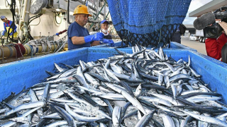 中國批准進口449種日本水產品-包括金槍魚扇貝等