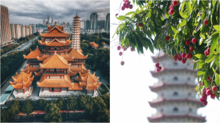 當代中國-福州西禪寺千年宋荔-僅靠一層樹皮托百斤果