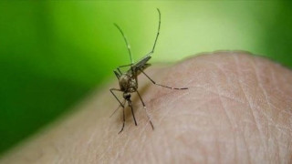 世衛警告基孔肯雅熱或大規模爆發--食環署-三方面工作防範