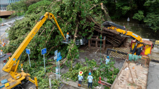 颱風-韋帕-摧毀沙田半世紀古榕-中國建築社區應急義工隊火速清障